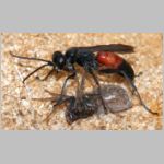 Arachnospila spissa - Wegwespe 08a 9mm beim Eintrag einer Lycosidae-Wolfspinne.jpg